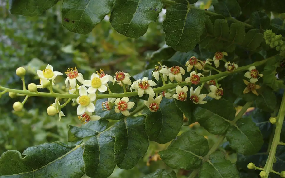 Boswellia Extract